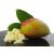 Mango Butter - 500g - Cosmetic Grade - 100% Pure and Natural 500 g (Pack of 1)
