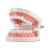 WANGCL Teeth Dental Demonstration Model Tooth Model Dental Model Anatomical Tooth Model for Dental Teaching or Oral Care