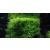 Java moss - Vesicularia dubyana - live aquarium plant