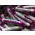 Mini Fizzers x 100 rolls