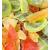 Anna and Sarah Tropical Dried Fruit Mix (5 Lbs) 5 Pound (Pack Of 1)