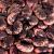 Deli-Vinos Legumes beans scarlet runner beans large red-black-violet dried from Austria 1 kg