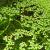 Duckweed Floating Live Plant for Aquarium Garden Pond Duck Weed