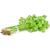 Chinese Celery 800+ Seeds, Dark Green Leaf Celery Nan Ling Celery Apium graveolens, Non GMO Seeds 