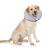 Bencmate inflatable breaking ruff for dogs & cats dog collar leak protection dog for recovery after operations or wounds hersworm dog who does not block the view neck: 12 "-18" large gray