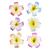 Special!2.5 Hawaiian Hair Flower Clip Hair Barrettes for Women Match Hawaiian Dresses for Women Luau(6pc Cute Hair Clips for Thin Hair Hair Clips for Girls Plumeria Hawaii Hair Accessories for Women) 6pc Plumeria Flower...