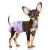 Flying Paws Disposable Dog Diapers Suitable for Dogs and Cats Adjustable Disposable Diapers 10-40 Pack (XS-10 Pack) XS 10.0
