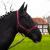 Halter for horse warm blood thoroughbred cold blood - stable halter pasture 2 compartment adjustable to chin straps and neck pieces safe & tearproof (bordeaux whole blood (COB)) Bordeaux whole blood (cob)