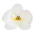Dekora - Edible paper cake decoration White Orchid - Edible flowers for cake or cupcake