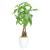Costa Farms Money Tree Pachira, Medium Ships in Premium Ceramic Planter, 16-Inches Tall, Gift Medium Money Tree Planter