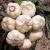 GARLIC BULB (5 Pack), FRESH CALIFORNIA SOFTNECK GARLIC BULB FOR PLANTING AND GROWING YOUR OWN GARLIC OR GREAT FOR EATING AND COOKING 8 Count (Pack of 5)