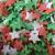 A Pinch Of - Christmas Red Green and White Star Shape Cake Topper Sprinkles - 25g Edible Matt Sugar Festive Cupcake Decorations - Ideal For Xmas Themed Party Cakes And Bakes