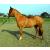 Rhinegold Soft Lunge Aid White