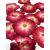 UOKWIWI 20 pcs Mini Rose Real Natural Dried Pressed Flowers for Resin Art Decors Craft DIY Red