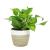 Costa Farms Devil's Ivy Golden Pothos, White-Natural Decor Planter Live Indoor Plant 10-Inches Tall, Fresh from Our Farm Great Room Decor 10-Inches Tall White-Natural Dcor Planter