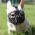 Jyhy muzzle for dogs with a flattened snout-adjustable breathable: English bulldog French bulldog Beijingese shih-ztu pug also suitable for cats.Gray (the eyes) s s (23-31cm) gray (the eyes)
