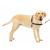 PetSafe Easy Walk Harness Anti-Pull Dog Harness Reduces Choking and Coughing With 1.8M Leash Size L Black L Black