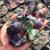Simurg Raw Fluorite Stone 1lb ''A'' Grade Rainbow Fluorite Rough Crystal - Green Fluorite Rocks for Cabbing, Tumbling, Cutting, Lapidary, Polishing, Reiki Crystal Healing Rainbow Fluorite Stone