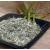 Krauterino24 - Bamboo leaves cut - Bamboo tea quantity: 50g