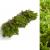 Fresh Sphagnum Moss- Live Moss 500g/1kg - Natural Sphagnum Moss Ideal for Terrariums Live Plant Displays and Wreaths (500g)