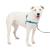 Petsafe Easy Walk Deluxe dishes walking dishes without a train for dogs padded design including 1.8 m leash medium -sized/large ocean blue/black leash m/l