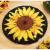 MIAOLLUN Latch Hook Rug Kit  Sunflower Pattern Printed Canvas DIY Rug Crochet Yarn Kits  Embroidery Decoration 20.4 X 20.4 (52 * 52cm) A-Sunflower