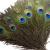 Piokio 50 pcs Natural Peacock Feathers in Bulk 10-12 inch(25-30 cm) Bulk for DIY Craft  Wedding  Mardi Gras Decoration 10-12 Inch(50PCS)