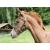 Kerbl foal halter made of eco-leather 250 g (1 pack) leather brown