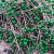 Wetco 800 Pcs 3.5 cm Round Pearl Head Pins Dressmaking Pins Corsage Florists Weddings Sewing Pin (Green)