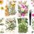 Nuanchu Pressed Flowers Resin Flowers for Resin Mold  Real Daisy Dried Flower Leaves Natural with Tweezers for Scrapbooking DIY Candle Accessories Jewelry Crafts Making (Fresh Style) Multi Color