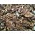 Walnuts 1kg - Natural Raw Amber Walnut Halves - Bulk Bag - Economy Grade - Ideal for Baking Cooking Mixes - PURIMA