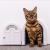 Interior Cat Door - No-Flap Cat Door for Interior Door, Cat Door Interior Door for Cats Up to 20 lbs, Easy DIY Setup, Secured Installation in Minutes, No Training Needed Original White