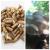 Oyster Mushroom Mycelium Plug Spawn - 100 Count - Grow Edible Gourmet & Medicinal Fungi On Trees & Logs