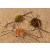 3 Pack | Camo Crab Saltwater Fishing Fly | Permit, Bonefish, Tarpon, Redfish | Mustad Duratin Hook #2 Assortment #4