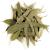Eucalyptus Losblatt Tea Biodegrading - Eucalyptus herb tea organic eucalyptus eucalyptus tea eucalyptus organic tea eucalyptus 100 g (1 Pack)