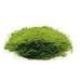 Purelife Organic Wheatgrass Enema Juice Powder - 4 Oz - Liver Detox & Colon Healing - Gluten Free - Buy Online on GoSupps.com