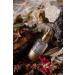 Estee Lauder ADVANCED NIGHT REPAIR REPAIRING REVITALIZING NIGHT SERUM-115 ML PASSI.979 - Buy Online on GoSupps.com
