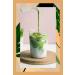 Mim and More Vanilla Matcha - Vanilla Flavored Matcha 25 gr - Buy Online on GoSupps.com