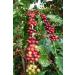 Organic Bitkim Green Coffee Beans Raw Grain 150 gr - Buy Online on GoSupps.com