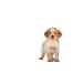 Royal Canin Medium Junior Medium Breed Puppy Food 4kg