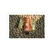 Keyfi Diyar Dibek Coffee 500 Grams - Buy Online on GoSupps.com