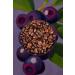 Mim and More Berry Coffee Blackberry Flavored Coffee Beans 200 Gr - Buy Online on GoSupps.com