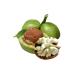DAYE HATUN Kaman Walnut Vinegar / Walnut Vinegar (Naturally Fermented Live Vinegar / 500 Ml) - Buy Online on GoSupps.com