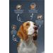 Reflex Lamb Rice Adult Dog Foof 10 Kg
