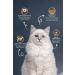 Reflex Salmon & Anchovy Adult Cat Food 2 Kg. X (3 Pieces) - Buy Online on GoSupps.com