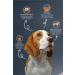 Reflex Small Breed Adult Dog Food 3 Kg - Buy Online on GoSupps.com