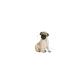Royal Canin Pug Breed Junior Puppy Food 1.5 kg - Buy Online on GoSupps.com