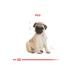 Royal Canin Pug Breed Junior Puppy Food 1.5 kg - Buy Online on GoSupps.com