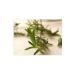 NATURE'S BLESSING ZAHTER WILD THYME - MOUNTAIN THYME ORGANIC 500 GR - Buy Online on GoSupps.com