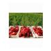 Kg Dried Food Pepper Paste (Sweet) (1 Kg) - Buy Online on GoSupps.com